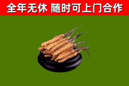 江宁烟酒回收冬虫夏草.jpg